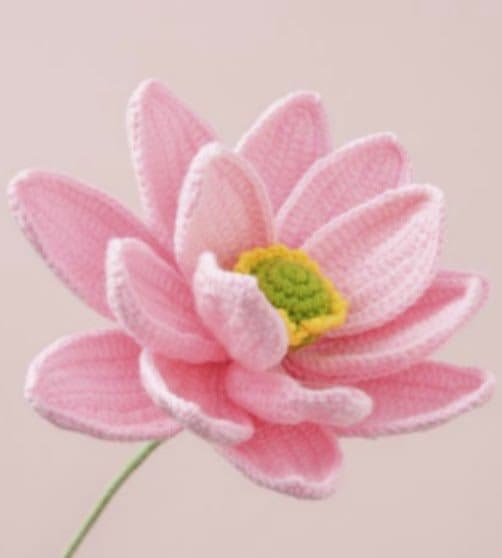 Light Pink Field Daisy