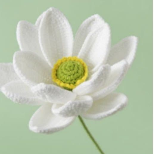 White Field Daisy