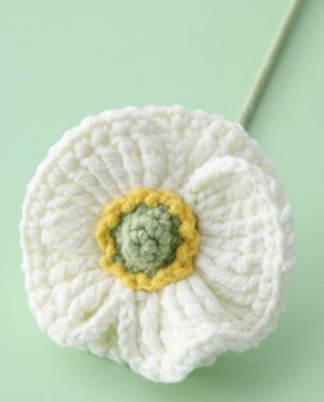 White Gerbera Daisy